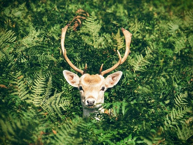 Ein Wild schaut durch ein Gebüsch